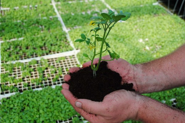 les différentes méthodes de fertilisation pour un jardin écologique